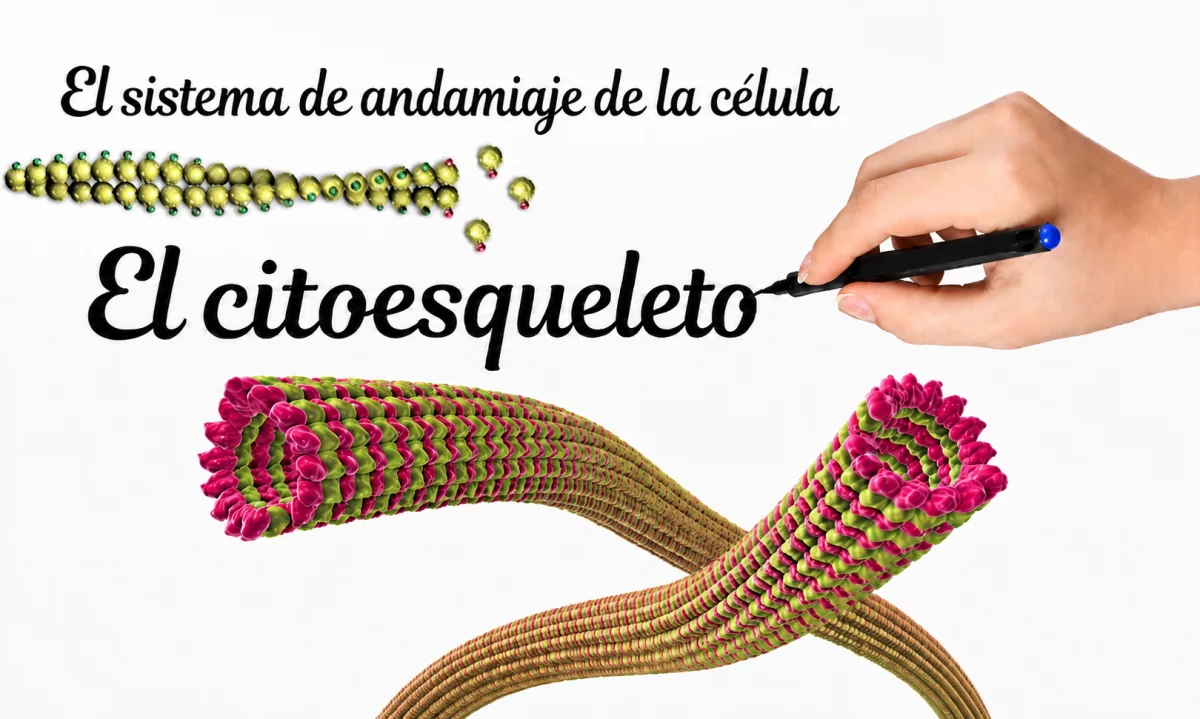 Qué es el citoesqueleto: funciones, estructura y tipos de células