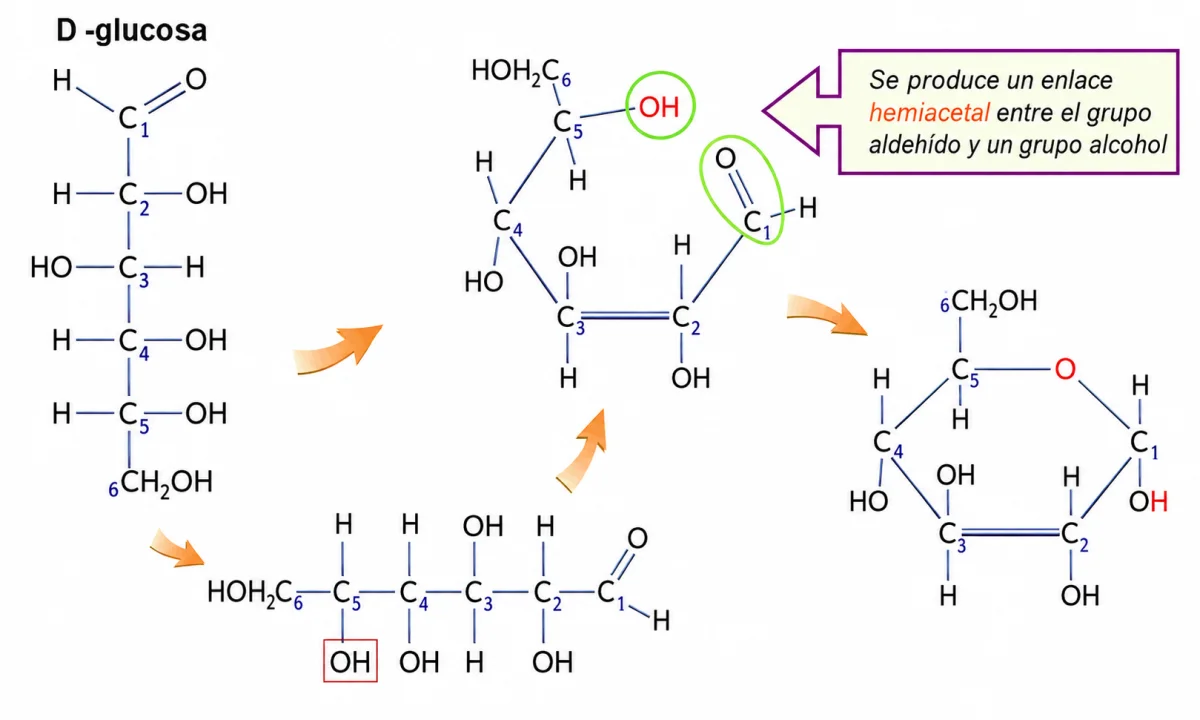 Ciclación de la glucosa: formación de su estructura cíclica