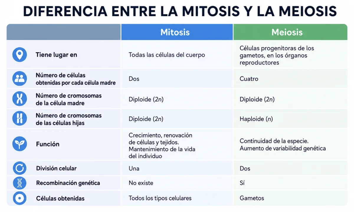 Diferencia mitosis y meiosis: semejanzas, fases y funciones