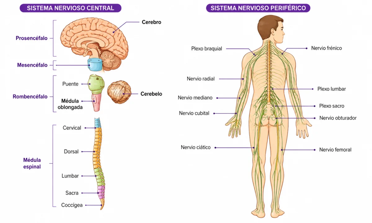 Las partes del sistema nervioso